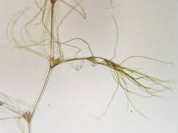 Image result for Najas graminea