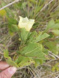 Image result for Cienfuegosia hildebrandtii