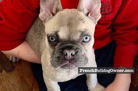 Maybe you would like to learn more about one of these? French Bulldogs Runny Noses Nasal Discharge When To Worry