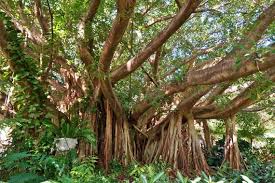 Image result for Ficus virens