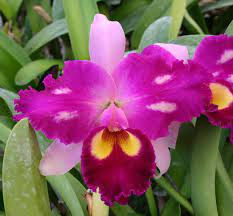 Blc Chinese Beauty X Sunset Bay Miss Taiwan Odom S Orchids Inc Beautiful Orchids Beautiful Flowers Orchid Varieties