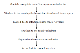 Nephrolithiasis An Updated Review In Relation To Diagnosis