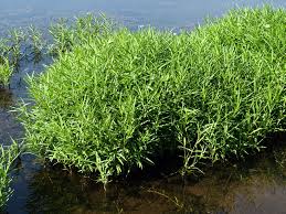 Image result for Justicia fittonioides