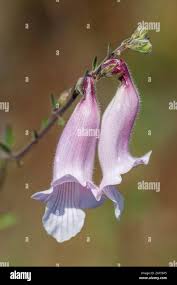 Image result for Ceratotheca triloba