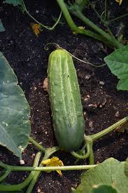 Image result for Cucumis sativus