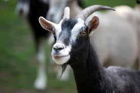 This internet slang page is designed to explain what the meaning of g o a t is. Facts About Goats Live Science