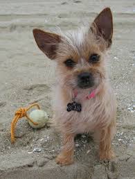 Toxirn Breed Cairn Terrier Chihuahua Dogs Dog Breeds Pitbull Terrier Chihuahua Terrier Mix
