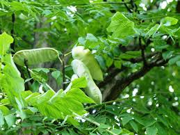 The kentucky coffee tree may be quite messy as it drops leaflets, leaves, seed pods and rachis at various times of they year. Tree Of The Week Kentucky Coffeetree Bygl