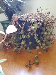 Witnessing these cluster of lovely flowers blooming can often be a pretty rewarding experience. Sedum Spurium Dragon S Blood Question Succulents