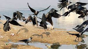 The infected birds shed virus in saliva, nasal secretions and faeces. Bird Flu Virus More Than 250 Crows Found Dead In Rajasthan Govt Sounds Alert