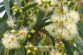 Image result for Eucalyptus camaldulensis