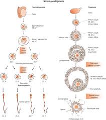 Image result for Embryology