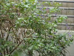 Image result for Vepris rogersii