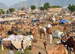 Pushkar camel fair itself attract 200,000 visitors per year. Info On Pushkar Fair Camel Fair Rajasthan Dates 2020 Rj Tourism