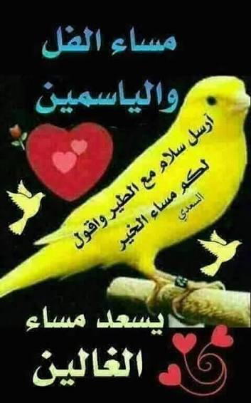 مع تغريد الطيور أعزف لكم لحناً لأرسله عبر أوتار قلبي وأقـول لكم مساء الحب  والسّعاده أنثر لكم هذه الكلمـات لتبقى بقلوبكم أملاً مُعطراً بالورود  والياسمين مُحمّلاً بالشّوق والحنين يا فرحةً ... يا