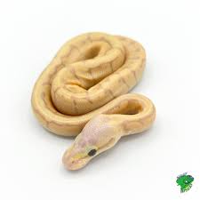 Banana Mojave Spider Ball Python - juvenile - Strictly Reptiles
