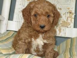 Goldendoodle puppies for sale in chicago. Goldendoodle For Sale Michigan Page 4