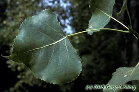 Image result for Populus deltoides