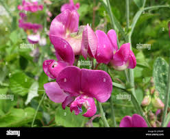 Image result for Indigofera monantha