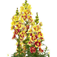 Image result for Snapdragon Yellow 1980 MG