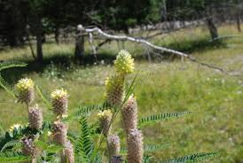 Image result for Aeschynomene pawekiae