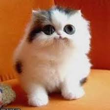 The internet is a series of tubes. Kucing Comel Alieyaaiffah Twitter