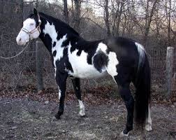 Black And White Paint Horses For Sale In Kentucky Pin On Beautiful Horses