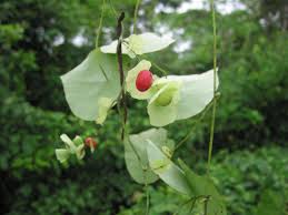 Image result for Cissampelos torulosa