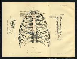 Anatomy of rib cage and sternum. 1887 Human Anatomy Print Of The Rib Cage And Sternum Etsy Rib Cage Anatomy Anatomy Human Anatomy