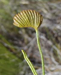Image result for Schizaea pectinata