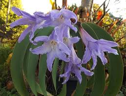 Image result for Vepris rogersii