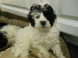 As an experienced akc breeder of merit we offer safe due to our having produced standard poodle puppies for so many years, we almost never have a litter of puppies without having several deposits. Toy Poodle Male Blk White Parti Puppy Coventry West Midlands Pets4homes