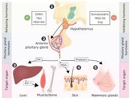 Image result for Hyperprolactinemia