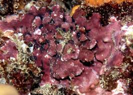 Oul este un aliment complet și se consumă integral, în sensul că nici măcar coaja nu e de aruncat! Ca Si Mg Organic Cu Vit D Comprimate Din Surse Naturale