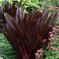 Image result for Eucomis