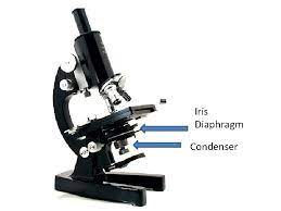 It is the source of light for the microscope. Parts And Functions Of A Compound Microscope Light