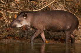 Amazon rainforest animals in south america. Amazon Rainforest Animals A Jungle Jamboree Rainforest Cruises
