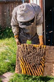 Maybe you would like to learn more about one of these? Live Bee Removal Free Estimate 16 Years Experience Bee Rescue