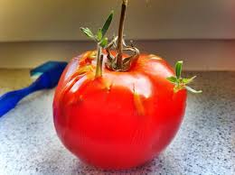 How long does wheat take to sprout. Tomato Seeds Amazingly Sprouting Inside A Tomato Photos