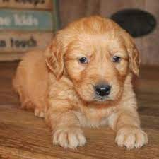 Find your puppy in delhi ncr. Golden Retrievers Puppies Home Golden Retriever Retriever Puppy Retriever