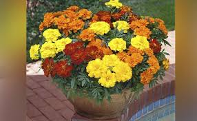 Plants that repel mosquitoes or anti mosquito plants are one of the best ways to keep mosquitoes away from your house. 9 Best Mosquito Repellent Indoor Plants In India