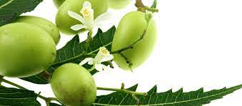 Check spelling or type a new query. Neem Tree Information And Uses The Neem Tree May Be The Answer To Your By Tree Removal Services Medium