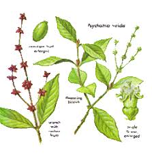 Image result for Psychotria djumaensis