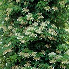 You can even get ones with purple foliage like this. Hydrangea Anomala Petiolaris Climbing Hydrangea Vine Sugar Creek Gardens