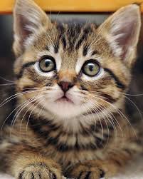 Pin By Rabia Agaoglu Tamer On Koshki In 2020 Pretty Cats Cute Animals Cute Cats
