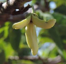 Image result for Annona squamosa
