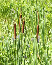 Image result for Typha