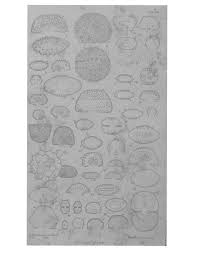 Image result for Anthericopsis sepalosa