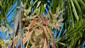 Image result for Washingtonia filifera