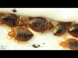 How To Use A Bed Bug Detector Youtube